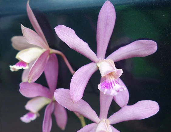 CAB119 Epi tampense x C.harrisoniana