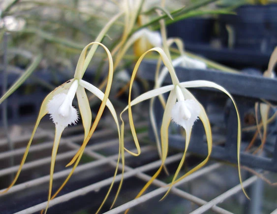 CAB116 C.cucullata