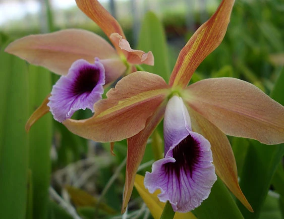 CAB115 Laelia tenebrosa 'Nicci