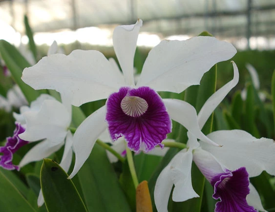 CAB114 C. purpurata 'Thunder Clap'