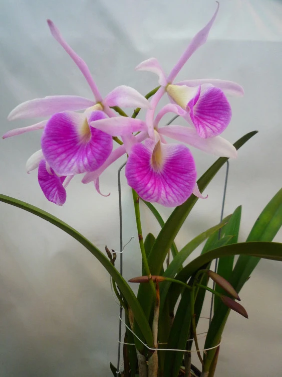 CAB108 Blc.Morning Glory “Valentine Kiss”