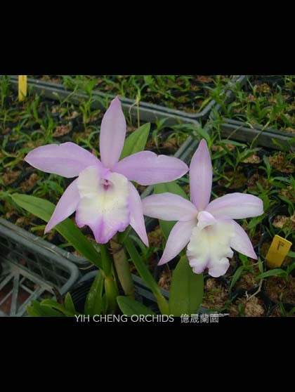 CAB101 B.glauca x C.intermedia