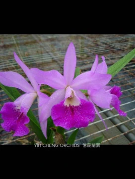 CAB100 Bc.Maikai 'Mayumi x C.porcia