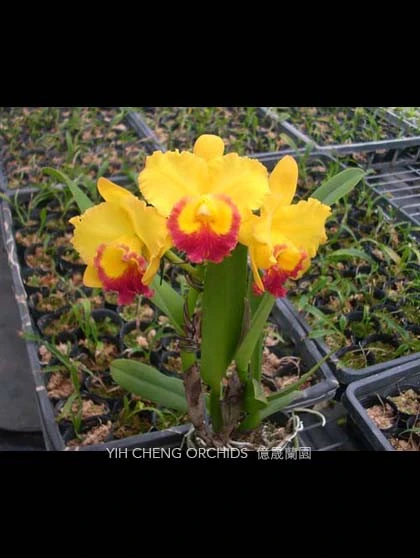 CAB099 (Lc.Loog Tone x Pot.Little Toshie) 6