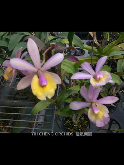 CAB098 Epc.Rene Marques x B.digbyana