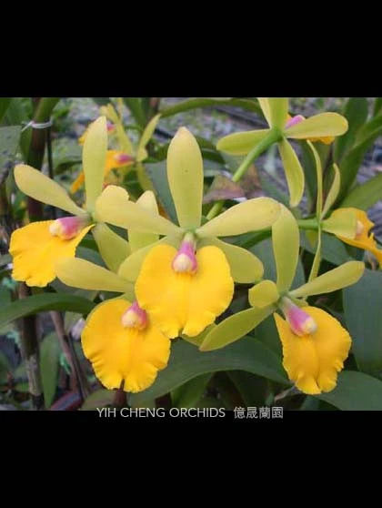 CAB096 Epc.Rene Marques x Pot.Free Spirit 'Lea'