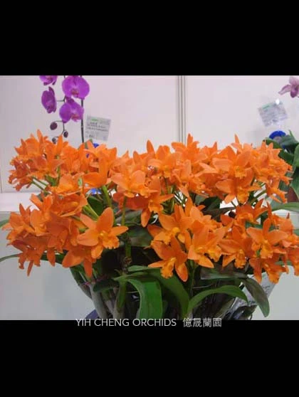 CAB095 Blc.Young Min Orange