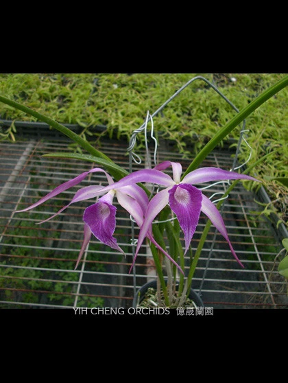CAB094 B.cucullata x L.purpurata (Bc.Amethyst)