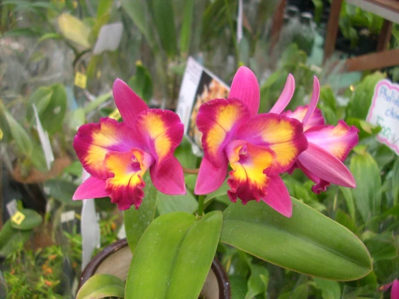 CAB092 Slc. Hawaiian Splash 