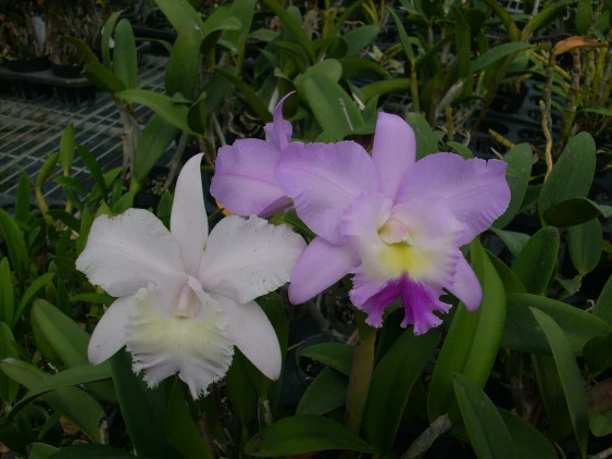 CAB090 C.walkeriana x C. dolasa 