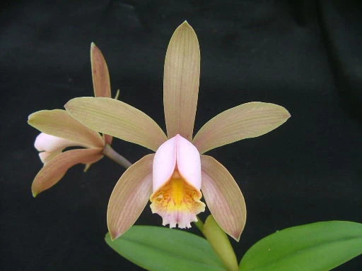 CAB088 C.forbesii