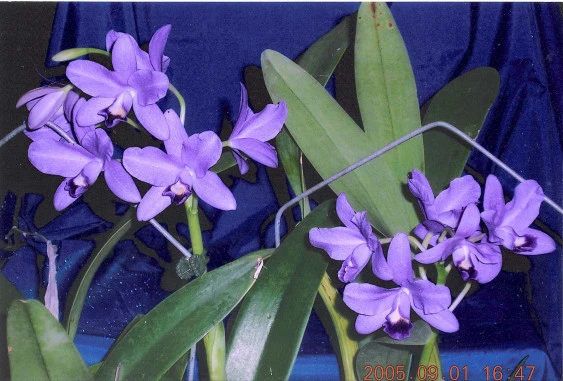 CAB087 C.bowringiana 