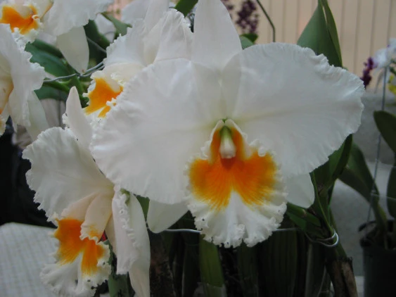 CAB086 Blc. Eagle Eye