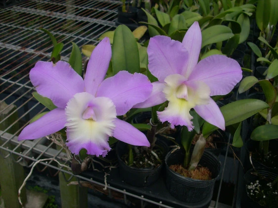 CAB085 B. digbyana x C. walkeriana