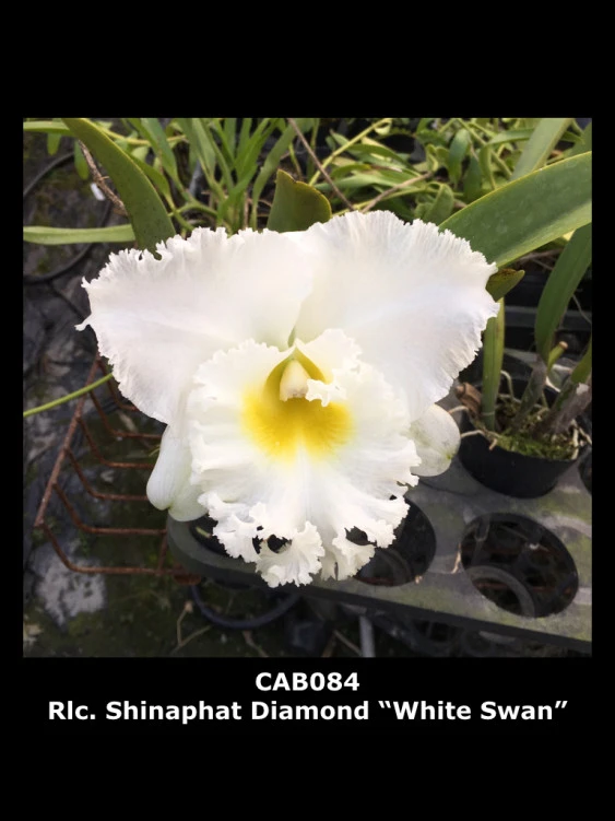 CAB084 Rlc.Shinaphat Dimond ‘White Swan’