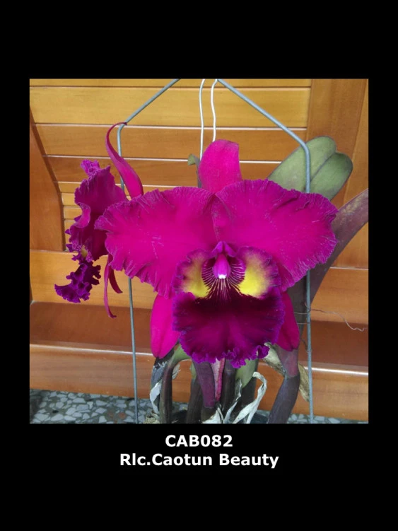 CAB082 Rlc.Caotun Beauty