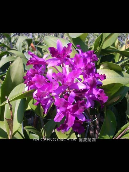 CAB080 Lc.Roseette Warland x C.Chocolate Drop