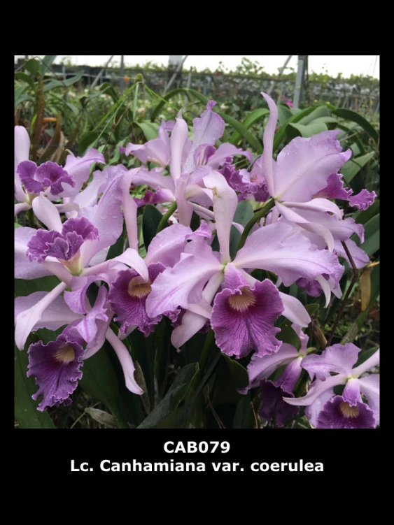CAB079 Lc.Canhamiana var.coerulea