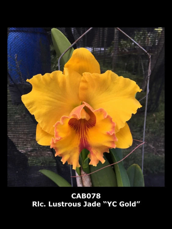 CAB078 Rlc.Lustrous Jade’YC Gold’