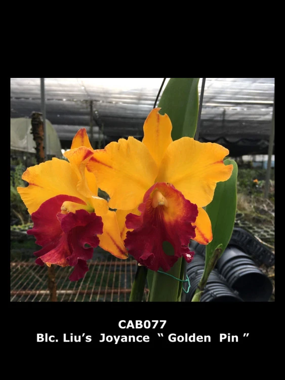 CAB077 Blc. Lius Joyance 