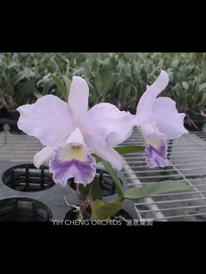 CAB076 Lc.Mini Purple x Blc.Lois Mcneil 'Ace'