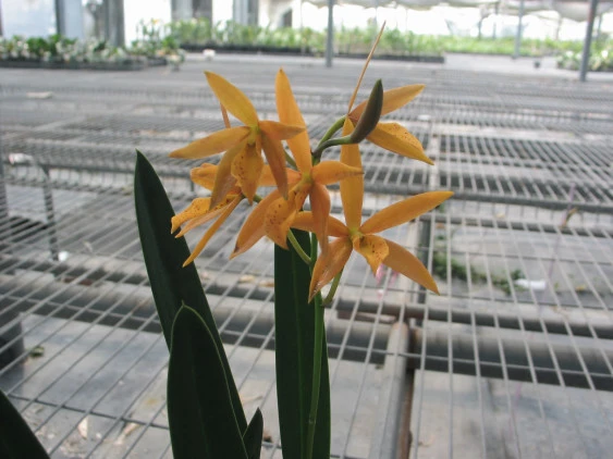 CAB073 LBL. Golden Peacke