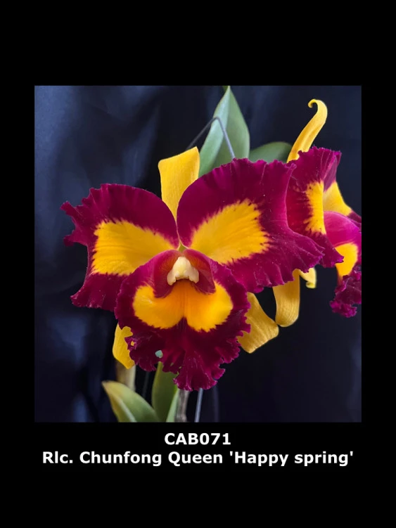 CAB071 Rlc.Chunfong Queen 'Happy spring’