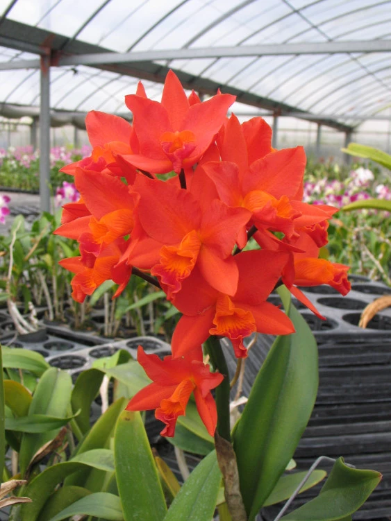 CAB070 Pot. Shinfong Dawn