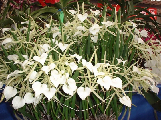 CAB069 B. nodosa