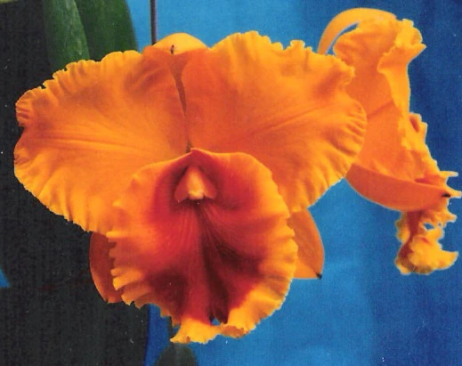 CAB064 Blc. Taichung Beauty (Pot.Elegent Dancer x Blc.Pamela)