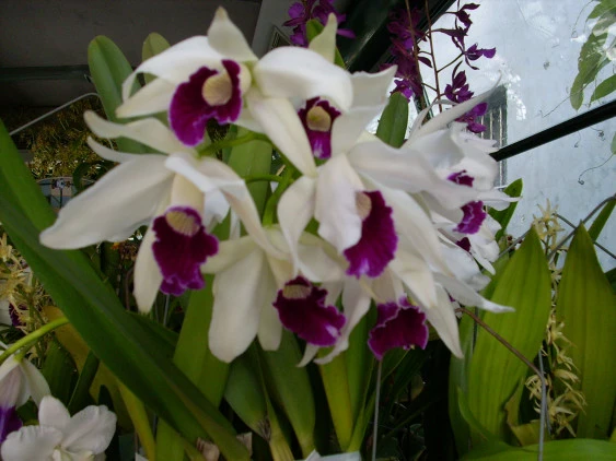 CAB063 L. purpurata