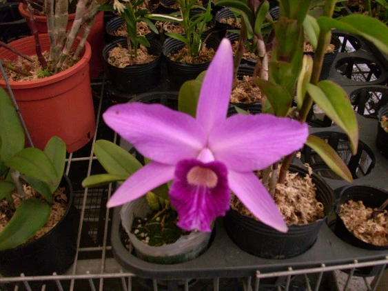 CAB062 L. purpurata x L. sincorana