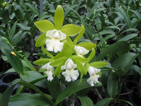 CAB061 Cattleychea Siam Jade ( C. Penny Kuroda x Cattleychea Vienna Woods