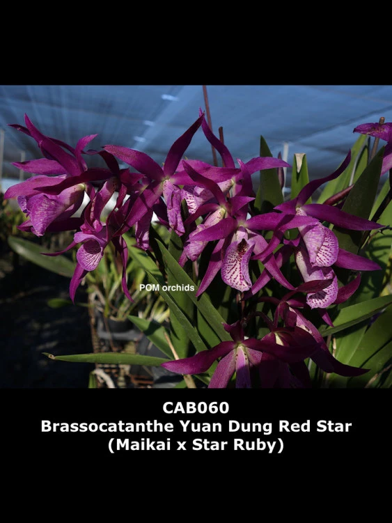 CAB060 Brassocatanthe Yuan Dung Red Star