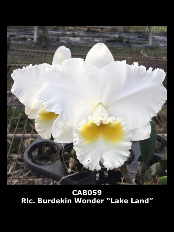 CAB059 Rlc.Burdekin Wonder ‘Lake Land’ AM/ AOS