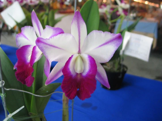 CAB058 Blc. em Robert Strait Blut Hawaii