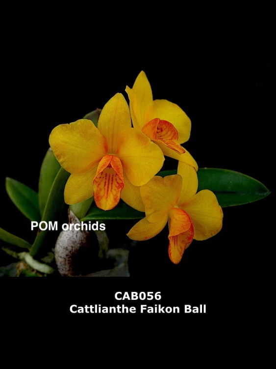 CAB056 Cattlianthe Faikon Ball