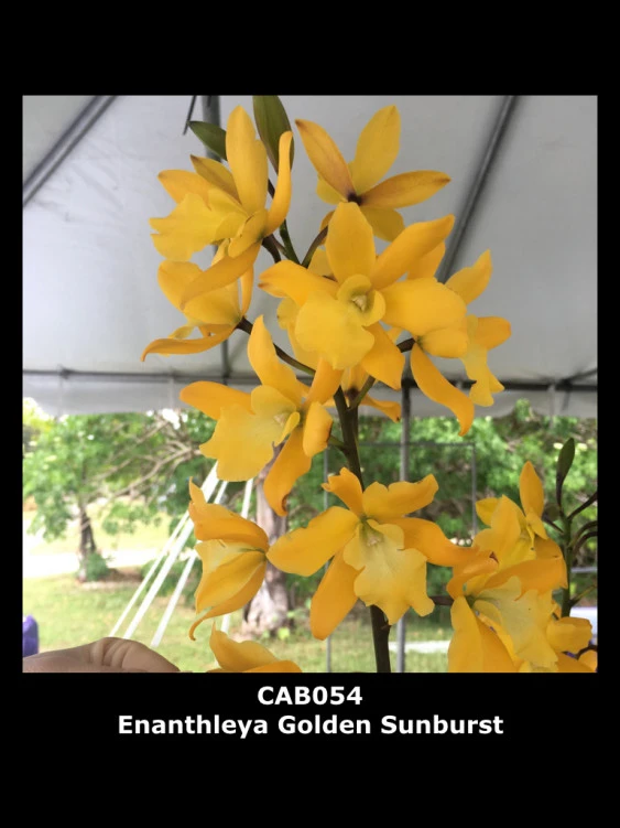 CAB054 Enanthelya Golden Sunburst