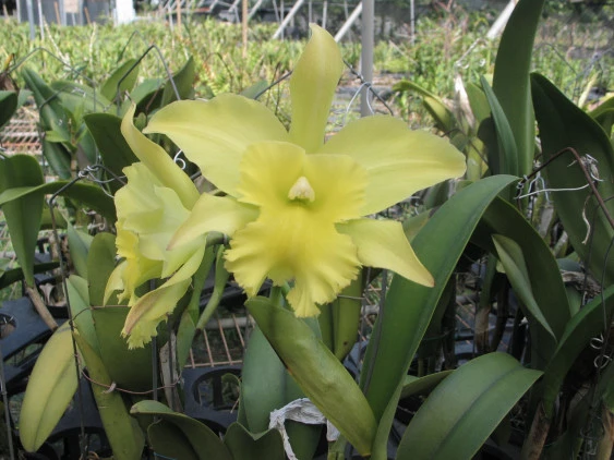 CAB053 Blc. Porsts of Paradise 