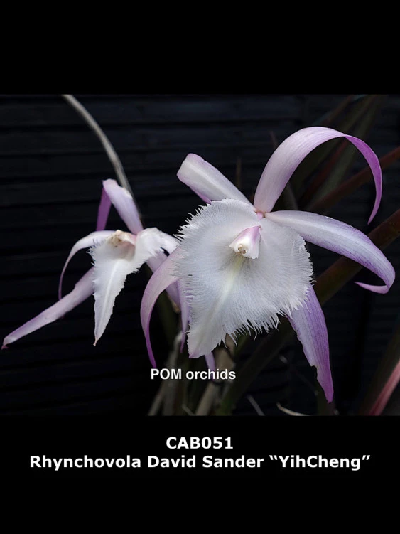 CAB051 Rhynchovola David Sander ‘YihCheng’