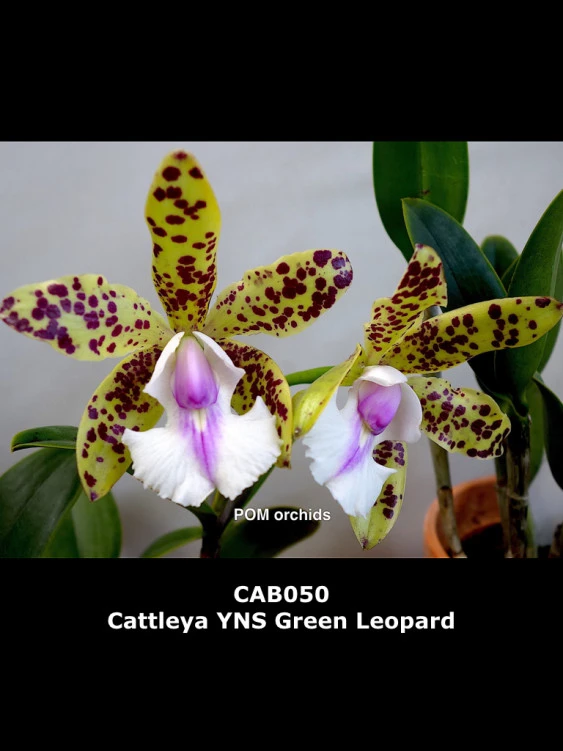 CAB050 Cattleya YNS Green Leopard