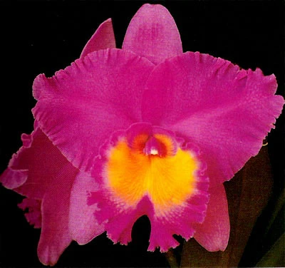 CAB048 Blc. TriumPhal Coronation 