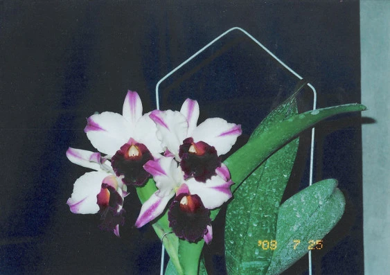 CAB046 Blc. Ann Clen