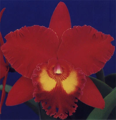 CAB045 Blc. Sanyung Ruby