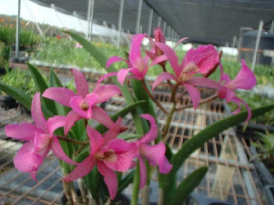 CAB043 Blc. Maikai Mayumi
