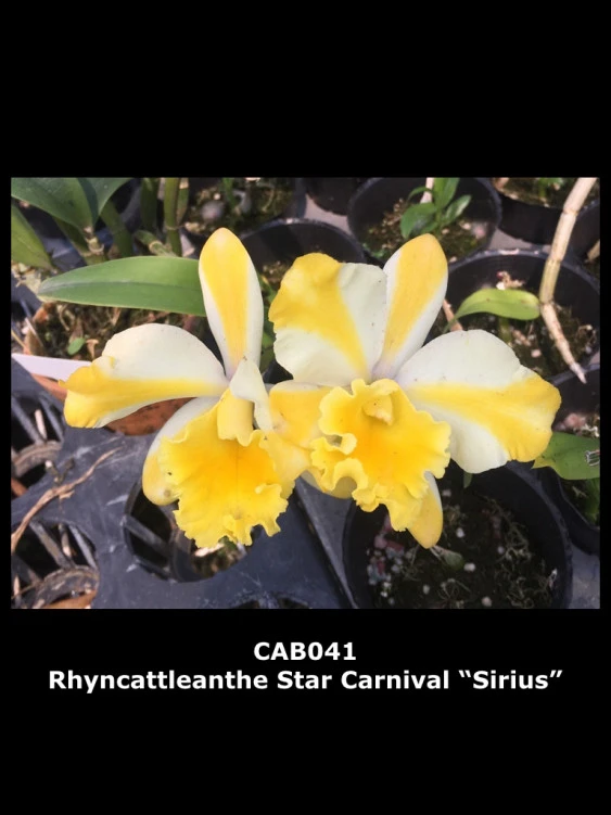 CAB041 Rhyncattleanthe Star Carnival ‘Sirius’