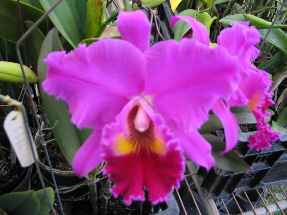 CAB037 Blc. Mem Crispin Rosale 