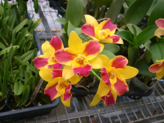 CAB036 Pot. Burana Beauty 