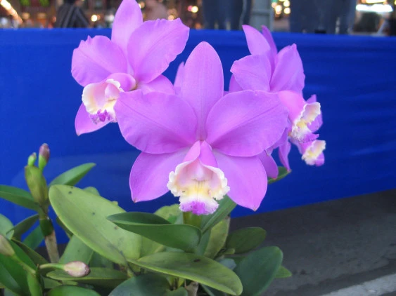 CAB034 C. loddigesii