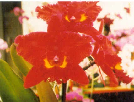 CAB033 Blc. Sanyung Ruby 